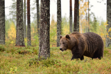 bear walking in the forest