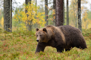 Plakat big male bear walking in forest at autumn