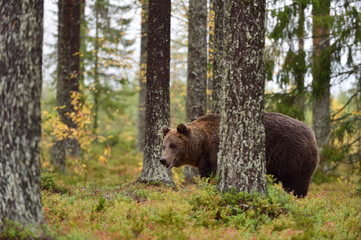 Fototapeta na wymiar brown bear in forest