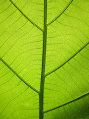 pattern of green teak leaf