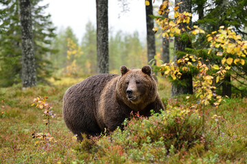 massive bear in forest