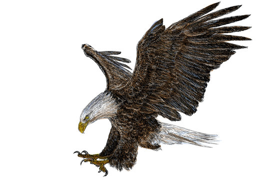 Bald eagle flying and swoop draw and paint color on white background.