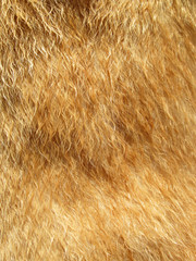 Macro Dog Hair