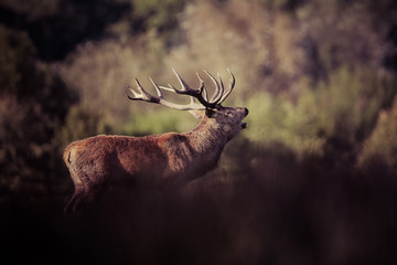 cerf brame cervidé chasse animal sauvage cor bois