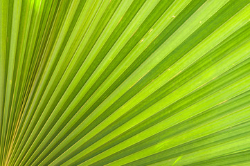 Obraz premium Lines and textures of Green leafs background