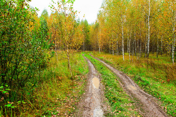 Fototapeta na wymiar beautiful colorful autumn forest