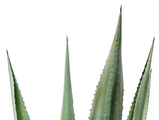 pointes acérées de choka, agave americana, fond blanc