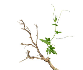 dry branch