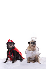 pugs dogs dressed in angel and devil costumes
