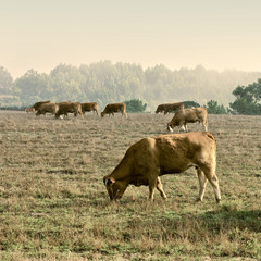 Cows and Bulls