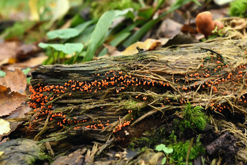 Myxomycota fungi on tree stump in forest