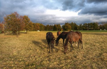 Horses grazing in a meadow, picturesque autumn landscape
