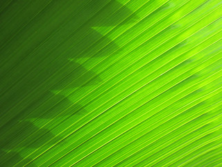 beautiful palm leaves of tree in sunlight