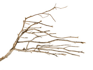 dry branch