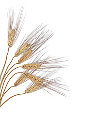 Fototapeta premium wheat isolated on white background