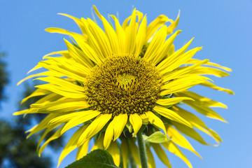 Sunflower flower flowers turn sunlight throughout the day.