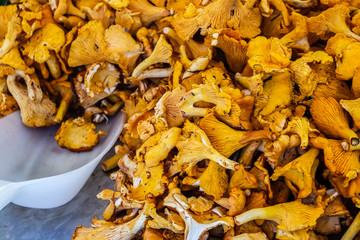 Pfifferlinge auf dem Wochenmarkt mit Schaufel