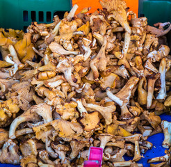 Pfifferlinge auf dem Wochenmarkt  01