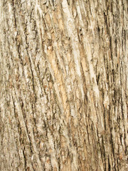 Obraz premium Texture of tree bark