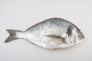 Seabream raw fish