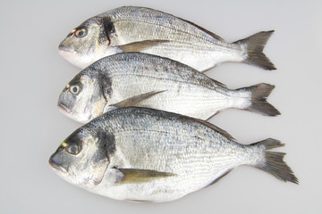 Seabream raw fish