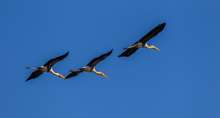 Painted Stork (Mycteria leucocephala)  flying in nature  in Thailand