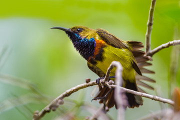 Olive-backed sunbird(Cinnyris jugularis) spread his feather 