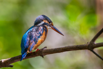 Backside of  of Common Kingfisher (Alcedo atthis)