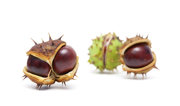 ripe fruit chestnut isolated on a white background