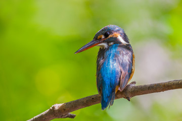  Back side of Common Kingfisher (Alcedo atthis) looking at us 