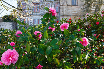 Blossoming Camellia bush with pink flowers.