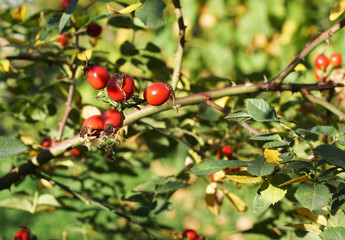 Hips on a bush.