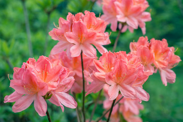 Rhododendron flowers