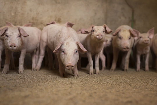 Group of little pigs waiting for food in the pen. Shallow depth of field, focus is on the pig in the middle.