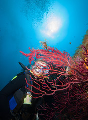 Woman scuba diver in the depth watching coral reef with red coral.
