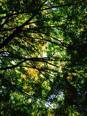 Fototapeta na wymiar Herbstanfang - Blick durch Baumkrone