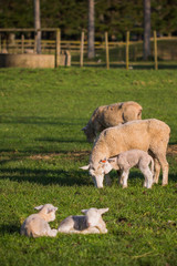 Obraz premium every child needs love