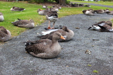 Viele Graugänse sitzen auf einem Schotterweg in einem Park auf Island © rbkelle