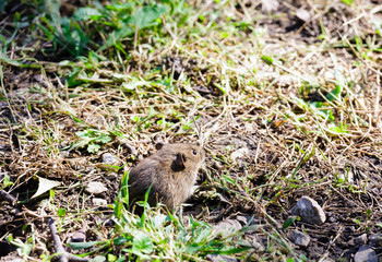 Little brown mouse