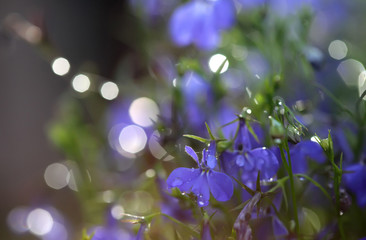 Fototapeta na wymiar Purple background with flowers