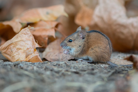 Striped field mouse in autumn