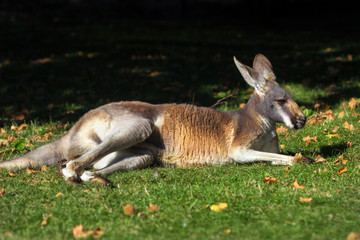 Red kangaroo (Macropus rufus) laying in the grass.