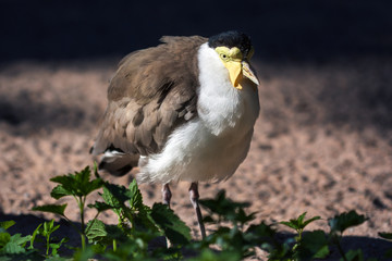 Masked lapwing (Vanellus miles)