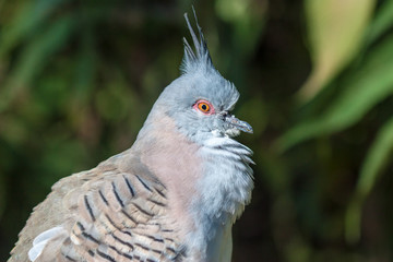 Crested pigeon (Ocyphaps lophotes)