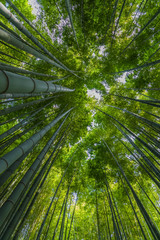 Bamboo grove, bamboo forest at Kamakura, Kanagawa, Japan