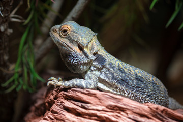 Bearded dragon (Pogona)