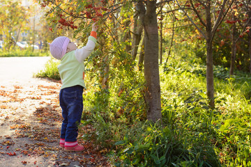 Little child is going to a mountain ash in the park