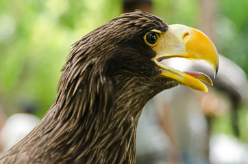 hawk head closeup