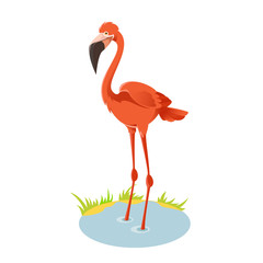 Flamingo