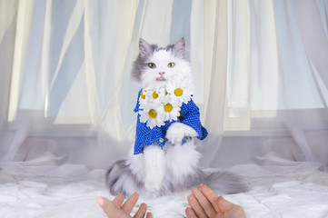 cat with a bouquet of daisies in the morning wakes owner